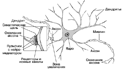 Рис. 1. Синаптическое соединение нейронов