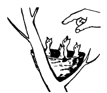 Рисунок 3.1 - Врожденная реакция птенцов чёрного дрозда на приближение кисти руки человека к гнезду