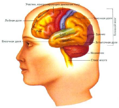 Рисунок 3.3 - Главные участки головного мозга