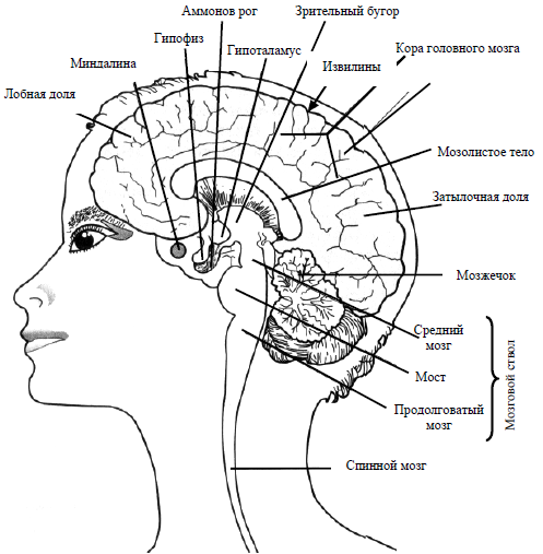 Рис. 11. Мозг человека в разрезе