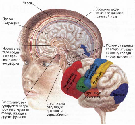 Рисунок 3.4 - Внутреннее строение головного мозга